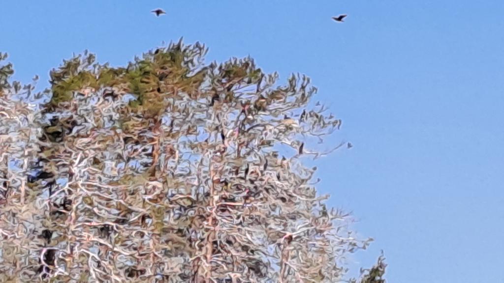 Jälleen Upinniemen lähellä yhdestä saaresta tulossa #puuton, eikä syynä ole taustalla siintävä tehdas, vaan #luonto itse. Mitä tehdä sun kanssas #merimetso? <a href="/BirdlifeSuomi/">BirdLife Suomi</a> <a href="/yleluonto/">Yle Luonto</a>