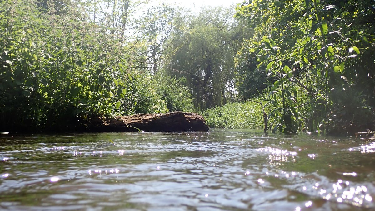 Here's a rewilded stretch of the River Nar upstream of Abbey House to the ford, a Brown Trout peaceful paradise of overhanging vegetation, woody debris in the channel, riffles over clean gravel shallows, deep pools... Water 15.7°C, air 16.4°C #chalkstreams #Norfolk #WestAcre 8/15