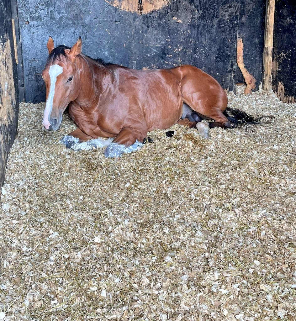 Battleofbaltimore is all content & relaxed ahead of his racecourse debut this week. #TeamBlueAndYellow #ThePeoplesSyndicate #CatchUsIfYouCanRacing #OwnershipAtItsBest 

Shares available ⬇️

catchusifyoucanracing.co.uk