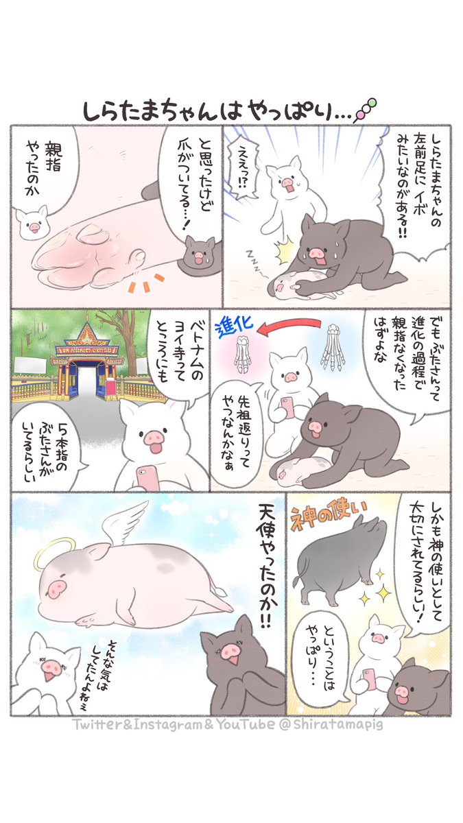 shiratamapig's tweet image. しらたまちゃんはやっぱり…🍡

#マイクロブタ #mipg #ぶた漫画