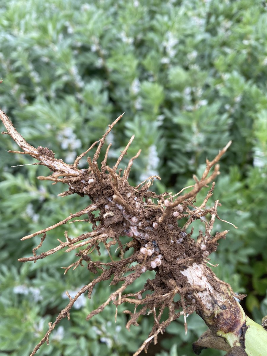 John Dunne on Twitter "We talk about cover crops etc but I don’t think