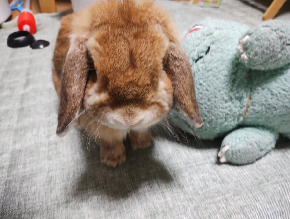 toshioya666's tweet photo. 今日のこむぎちゃん https://t.co/9S1KPVxRd4