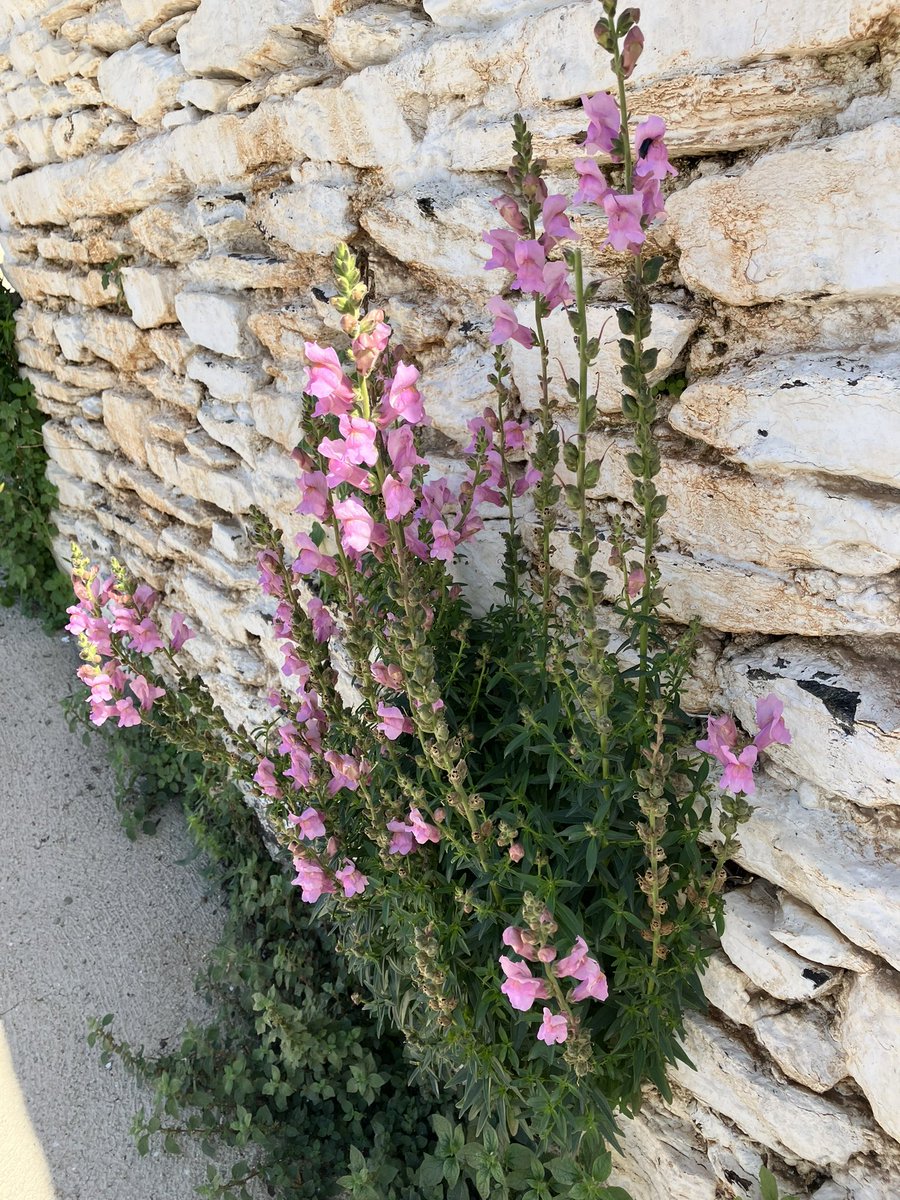 🌿Colours of the Alpujarra @thelaschimeneas