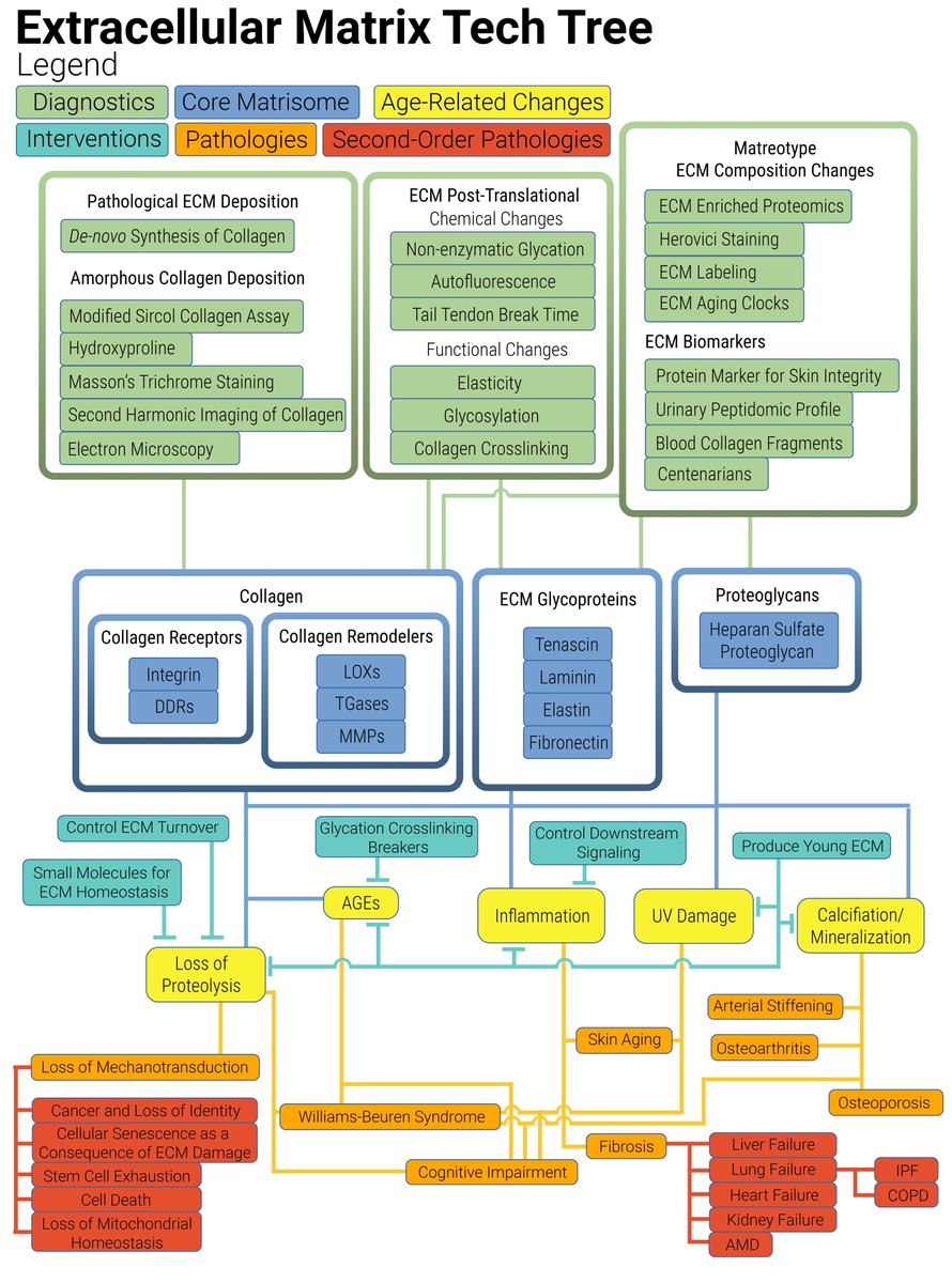 Collin Ewald (@collinewald) on Twitter photo We built a "#Strategic outline of #interventions targeting #extracellular #matrix for promoting #healthy #longevity" #technologytree. 22'459 words & 557 references by @ParkisLaelaps <a href="/AaronLongevity/">Aaron King</a> @victorbjoerk <a href="/brad_w_e/">Brad English</a> @alexanderfedintsev <a href="/AJPCellPhys/">AJP-Cell Physiology</a> doi.org/10.1152/ajpcelβ¦ We built a "#Strategic outline of #interventions targeting #extracellular #matrix for promoting #healthy #longevity" #technologytree. 22'459 words & 557 references by @ParkisLaelaps <a href="/AaronLongevity/">Aaron King</a> @victorbjoerk <a href="/brad_w_e/">Brad English</a> @alexanderfedintsev <a href="/AJPCellPhys/">AJP-Cell Physiology</a> doi.org/10.1152/ajpcelβ¦