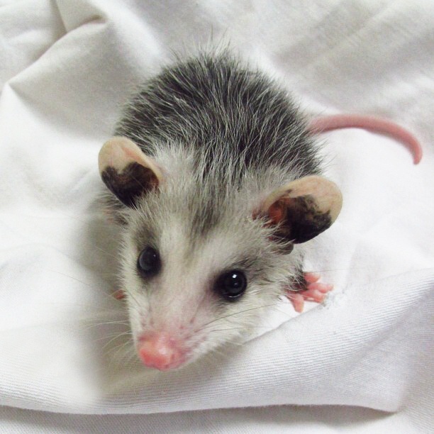 Help provide babies like this orphaned #opossum with all they need to grow! Until June 30th, every dollar donated to TWC through @canadahelps counts as an entry to win $20,000! Please RT - the more donations made, the more chances TWC can WIN for wildlife💚canadahelps.org/en/charities/t…