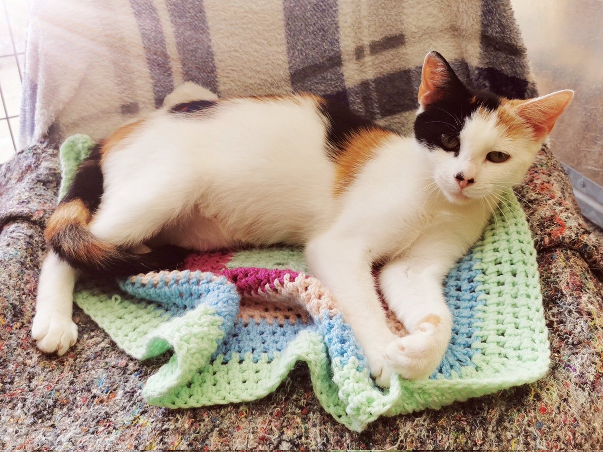 MillbrookCats's tweet photo. chilling in the warm weather https://t.co/vpsYqNcO6U