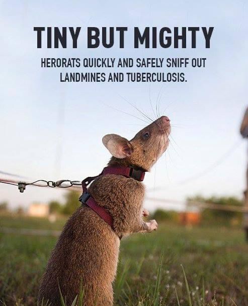 herorats's tweet image. Don't underestimate the power of a rat's nose!

 #herorats #tinybutmighty #littleheroes
