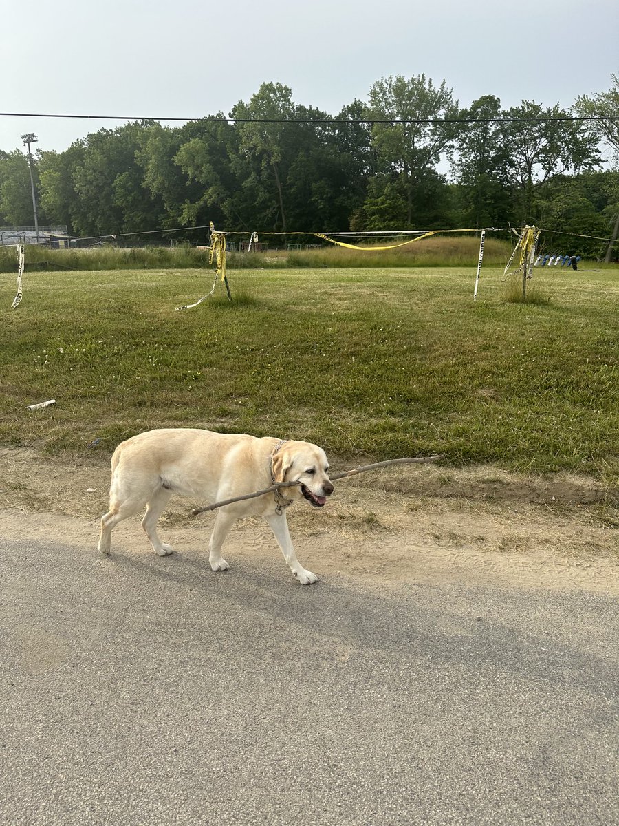 xvermonter61's tweet photo. It was meant to be! Happy Sunday! 😘 #DogsofTwitter #StickDog https://t.co/sO2bHgz2mG