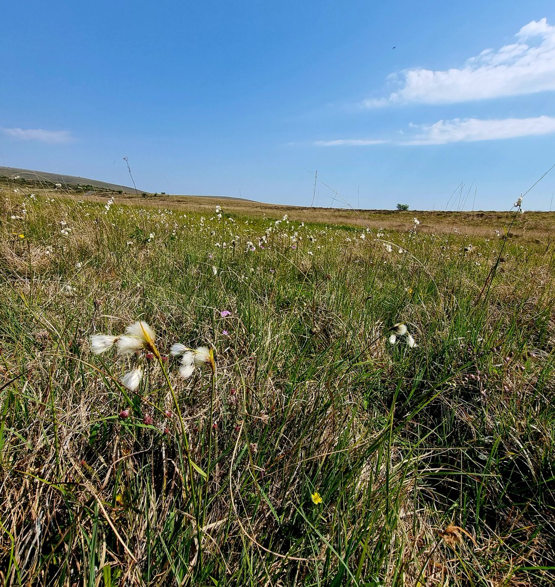 Apex Ecology tweet media