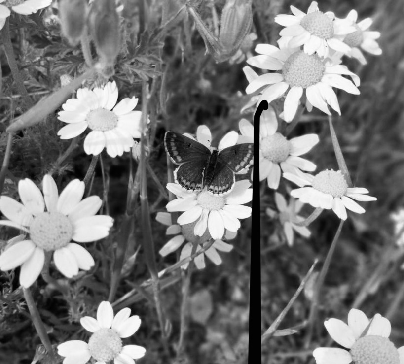 Bugün kelebeklerin kendi kanatlarını göremediğini ögrendim. Ne kadar özel olduklarının farkında değiller, ayni senin gibi..