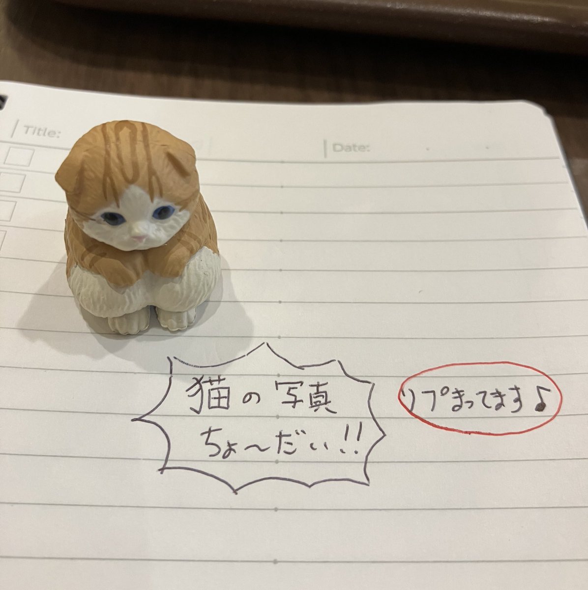 darakecat's tweet photo. みなさまへ。

梅雨が続き体調が良くないため、猫の写真が欲しいです。

どうか、猫の写真を恵んで頂けないでしょうか？ https://t.co/d2aPjVZYEO
