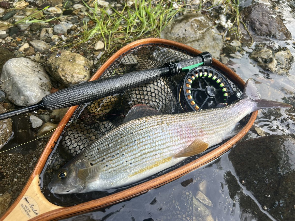 Gradac Grayling

#flytying #flytyingjunkie #flytyingaddict #flyfishing #flyfishingnation #flyfishingonly #dryfly #dryflytying #browntrout #browntroutflyfishing #grayling #graylingflyfishing #graylingdryfly