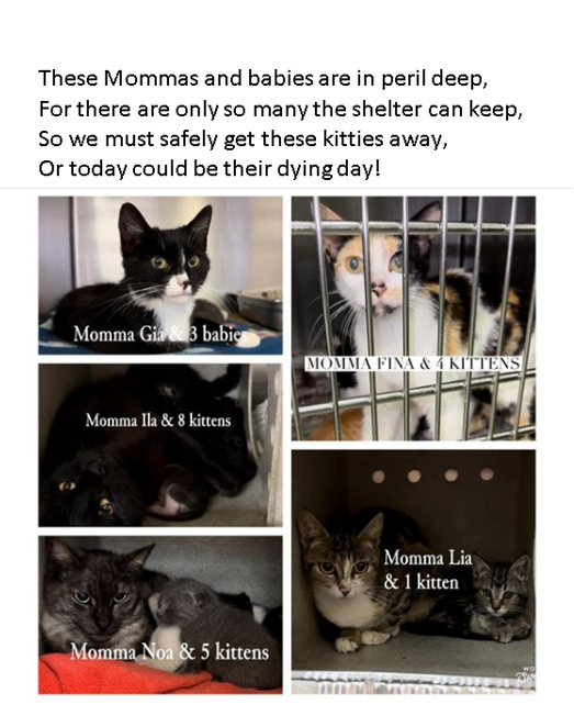 🆘***CODE RED*** TBD ANY DAY!🆘

#Devore #SanBernardinoCA #Cats #AdoptDontShop #Rescue #pledge2savealife #CatsOfTwitter #CatsOnTwitter #pledge #Adopt #Foster #Anipals

Facebook: facebook.com/devoreshelterc…