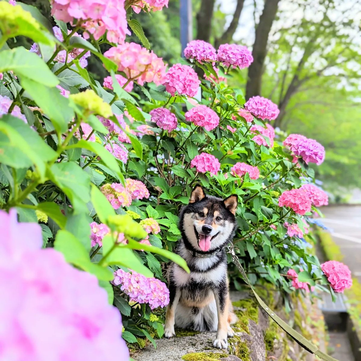 紫陽花が綺麗だったよ〜💠✨

#柴犬 #黒柴 #日本犬 #しばいぬ #しばけん #犬のいる暮らし #紫陽花の季節