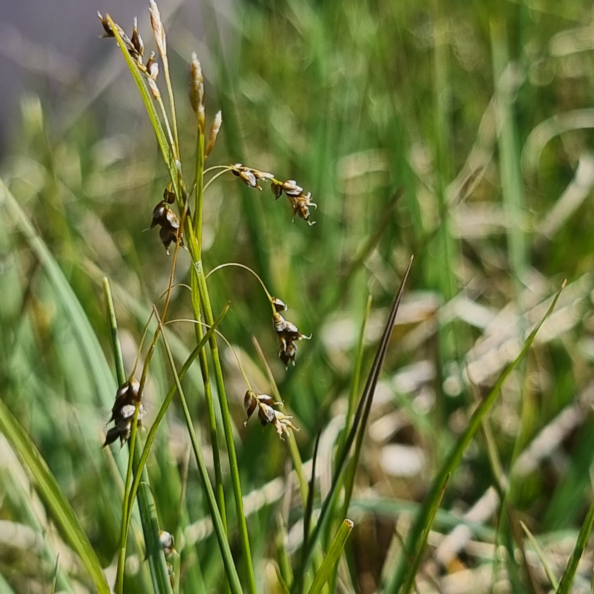 Apex Ecology tweet media