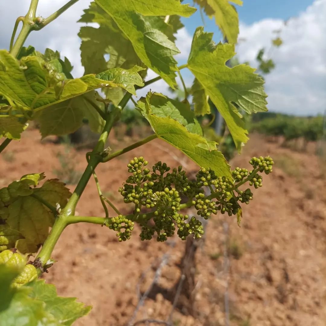 museovaldevimbr's tweet photo. 🌿 Ya en pleno mes de junio, asistimos al 𝗖𝗨𝗔𝗝𝗔𝗗𝗢 de la vid
En esta fase supone, en esencia, el momento de transición en el que la flor se va convirtiendo en fruto, las uvas 🍇
#viñedo #viticultura #valdevimbre #doleon #enoturismo #leonesp #paramoleones #wine https://t.co/dNAbPQo7LL