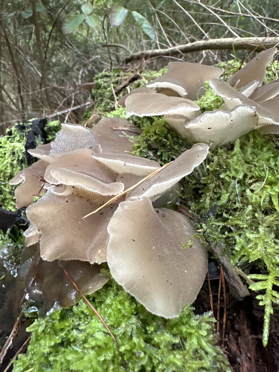 Samantha Millar (@mrs_sammillar) on Twitter photo Fungus is my latest outdoor obsession. Whilst the #flyagaric, #pixieparasols, #redruby & #ghostfungus have my attention, it is weirdly the #toothjellyfungus I can’t stop thinking about. Who on EARTH thought it would be a good idea to candy or marinate it? Ewww. 😳 <a href="/RTW_Aus/">Remember The Wild</a> Fungus is my latest outdoor obsession. Whilst the #flyagaric, #pixieparasols, #redruby & #ghostfungus have my attention, it is weirdly the #toothjellyfungus I can’t stop thinking about. Who on EARTH thought it would be a good idea to candy or marinate it? Ewww. 😳 <a href="/RTW_Aus/">Remember The Wild</a>