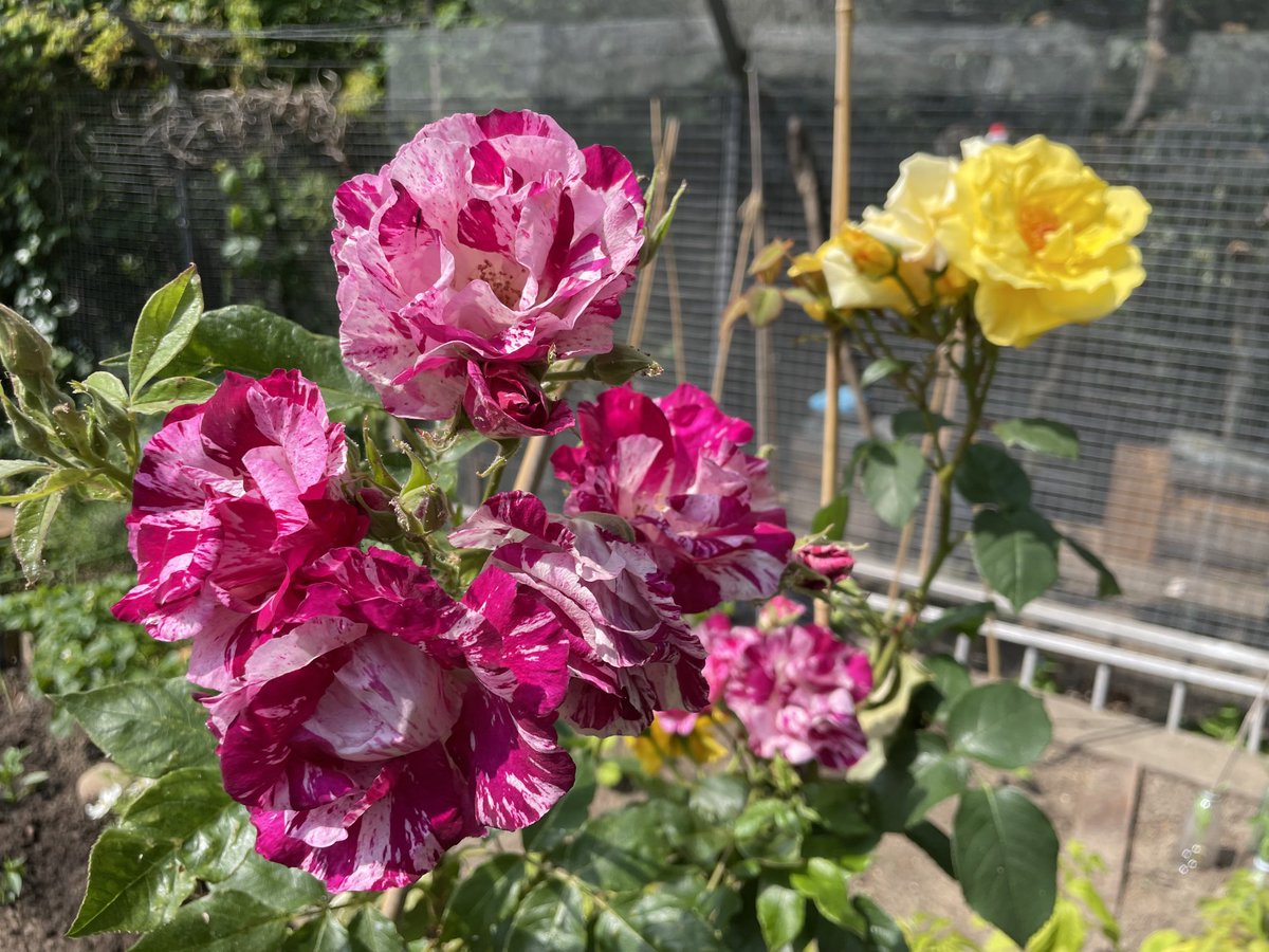 George Littlejohn tweet media