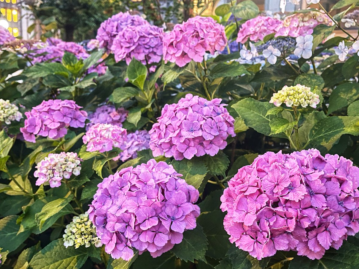 御池通の紫陽花が満開でした。1、2枚目は柳馬場御池～富小路御池。3枚目は河原町御池ホテルオークラ前。観光名所ではないのでガイドブックには載らないですが綺麗です！😊 
#紫陽花 #TLを紫陽花でいっぱいにしよう