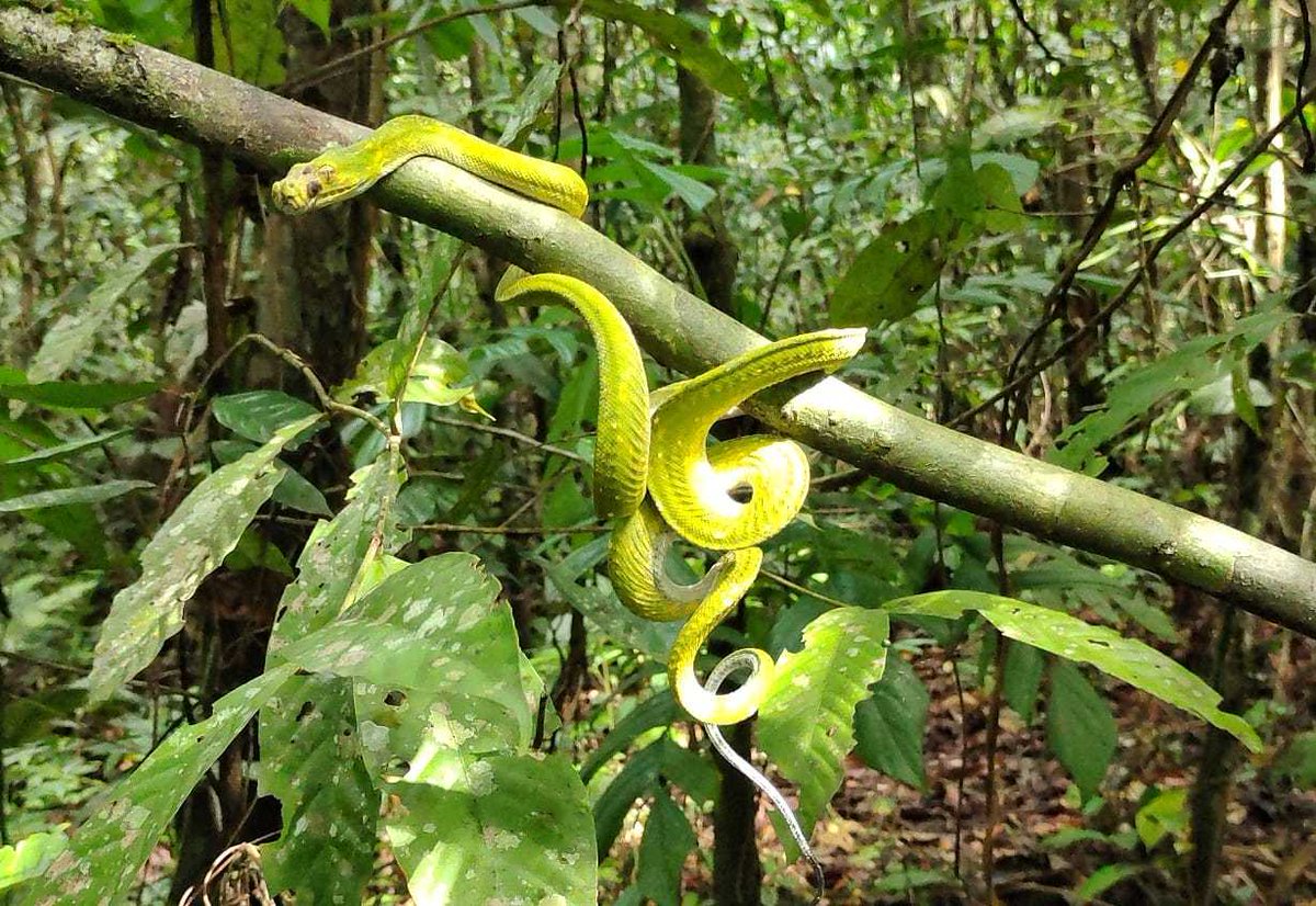 gardaanimalia's tweet photo. BBKSDA Papua Lepas 4.279 Satwa Dilindungi, Termasuk Labi-Labi #bbksdapapua #biawakmaluku #Carettochelysinsculpta #konservasi #labilabimoncongbabi #Moreliaviridis #sancahijau #Varanusindicus

https://t.co/ukTmlfxQDh https://t.co/M3Z2q8TAa2