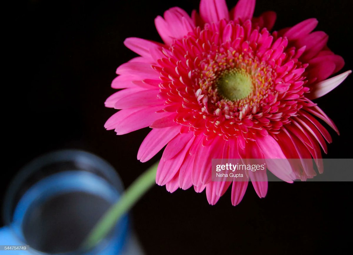 Daisy #macrophotography #fineartphotography #flowerphotography #photography #gettyimages buff.ly/3J906lj