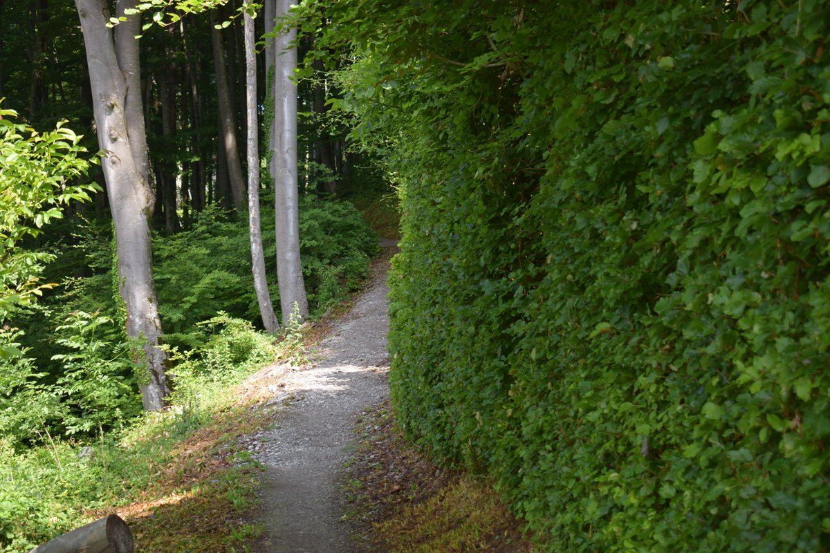 SamuelMarent's tweet image. 