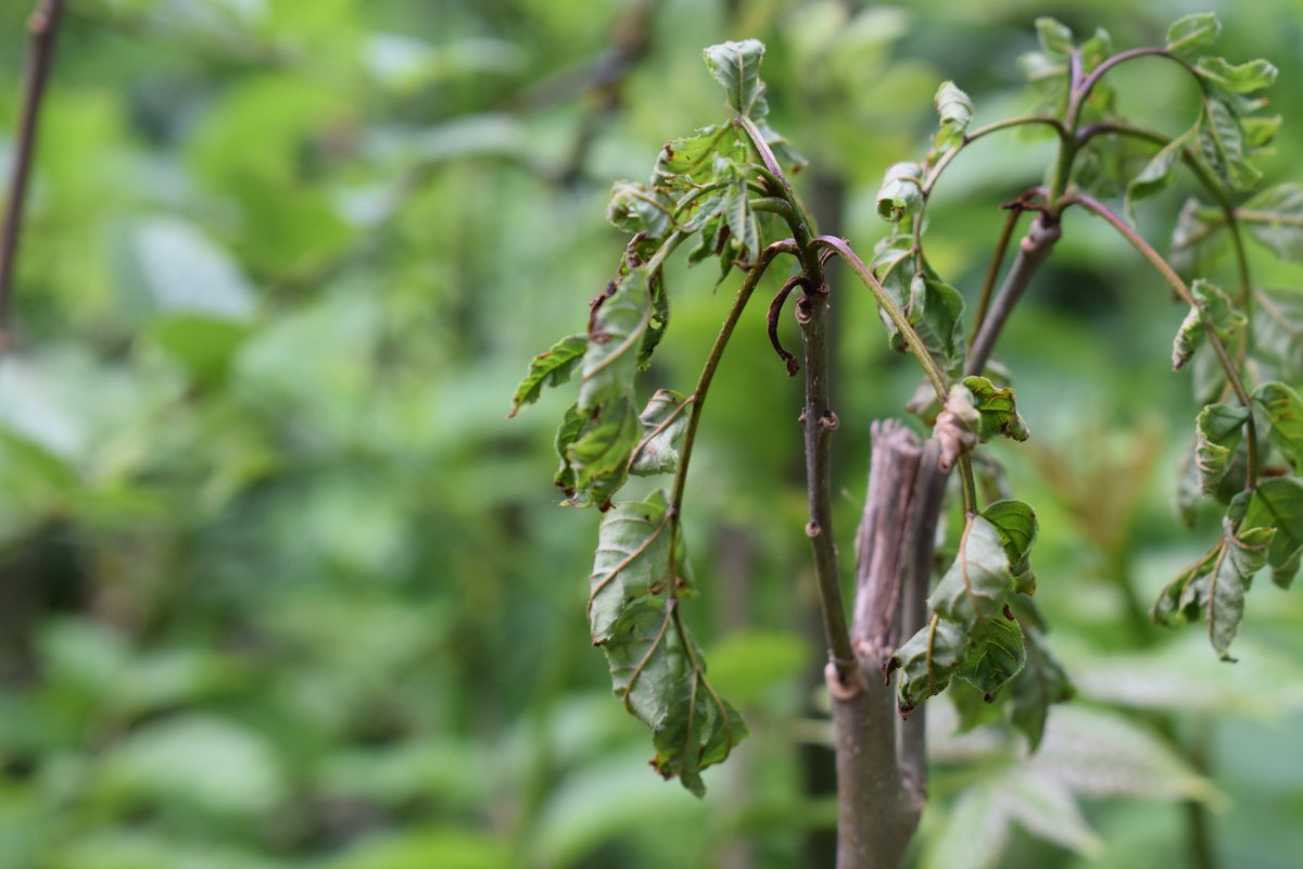 SamuelMarent's tweet image. 