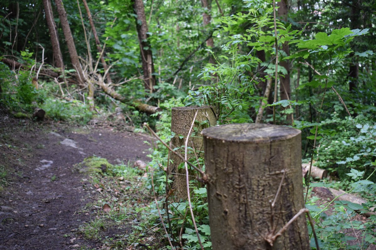 SamuelMarent's tweet image. 