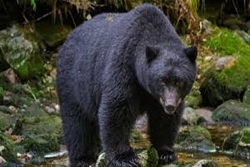 Man injured in wild bear attack at Handwara  #Kashmir #KnsKashmir