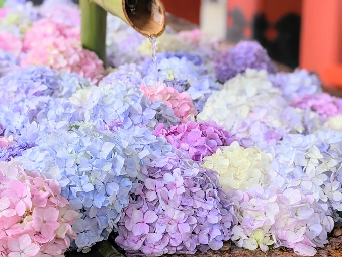 あこがれの!花手水!!