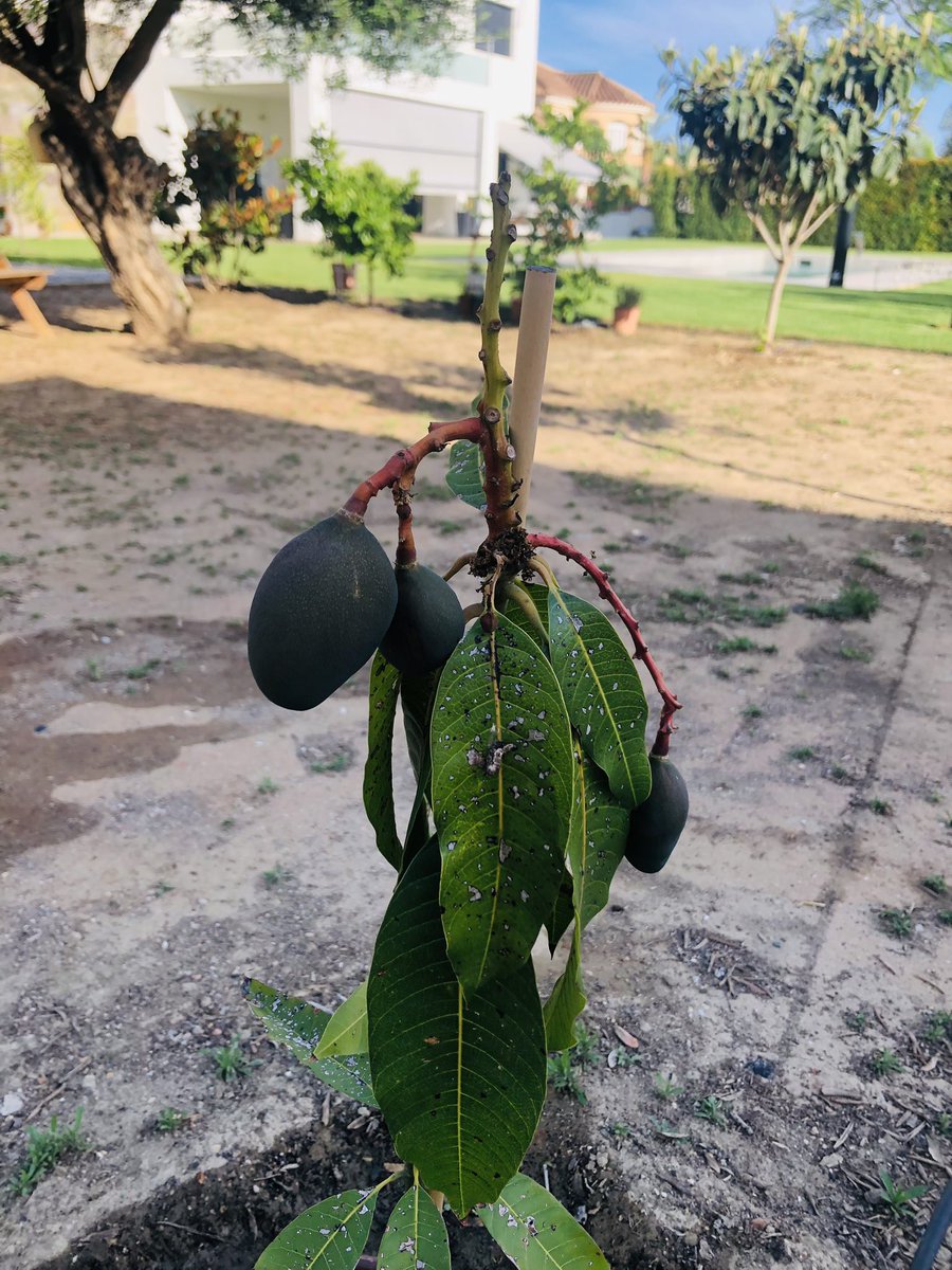 Alejandra Perezmejia tweet media