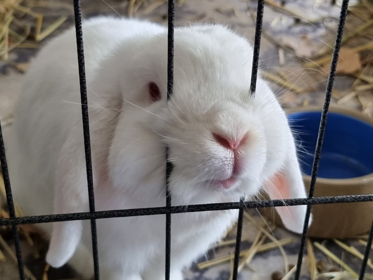 Boops.....?

👉🐇

#Ruby #BunniesOfTwitter #RabbitsOfTwitter #Bunny #SundayVibe #SundayBunday