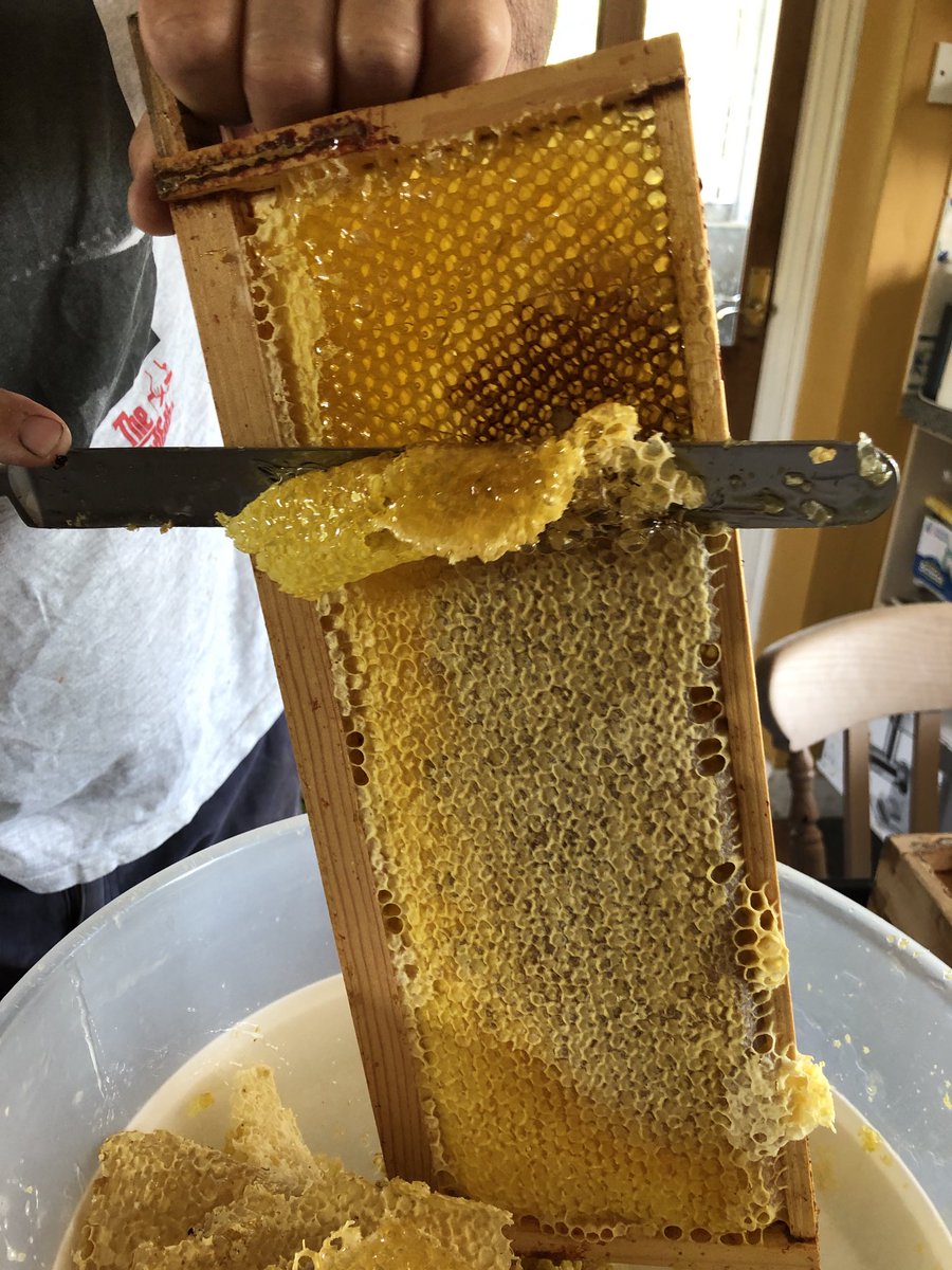 QuarryWoodFarm's tweet photo. Spring honey harvest, spin the frames and return to the bees, strain out lumps of wax and put it in jars - simple, natural food full of flavour. ⁦@AnneDanbyPeach⁩ https://t.co/MmduGRYi0i