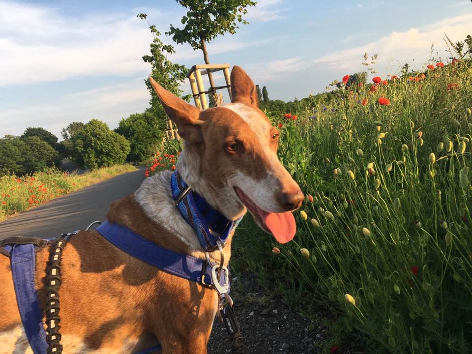 #dogs_and_countryside #summer_time