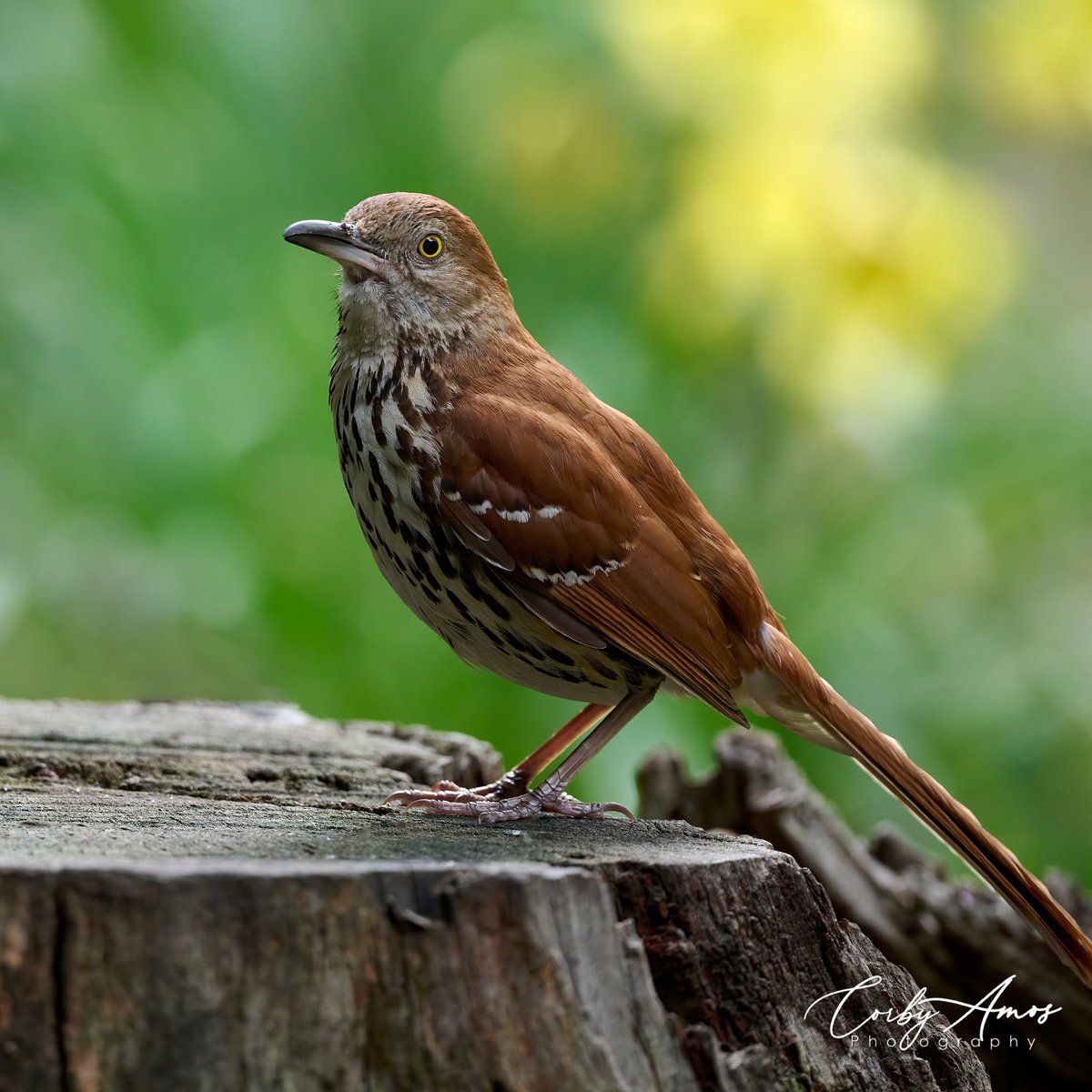 Brown Thrasher
.
linktr.ee/corbyamos
.
#birdphotography #birdwatching #birding #BirdTwitter #twitterbirds #birdpics