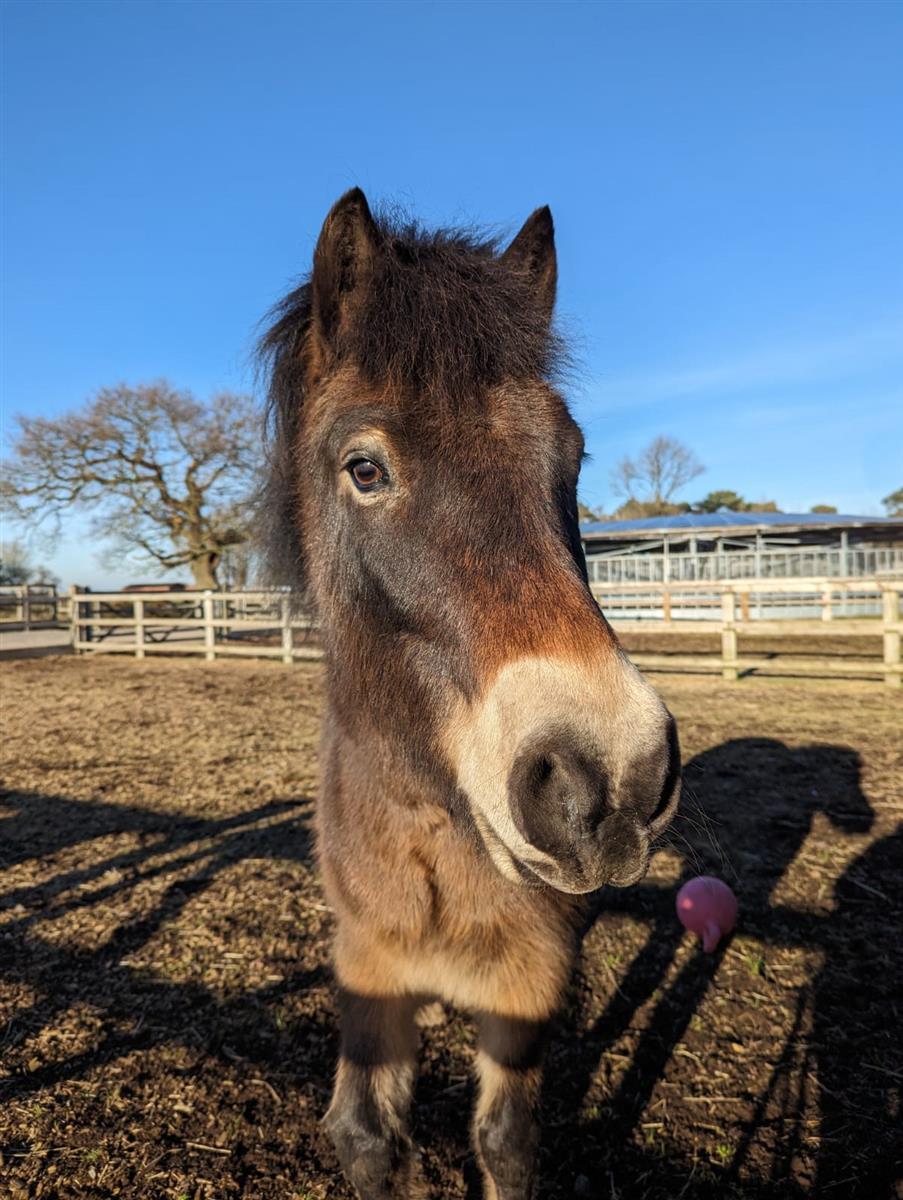 Please retweet to help Yohan find a home #STAFFORDSHIRE #UK   

Aged 10. 13.1 hands high.  
He's looking for a lovely home as a companion pony.   

DETAILS or APPLY👇 bluecross.org.uk/pet/yohan-3137…
#horses #ponies #AdoptDontShop #PonyHour