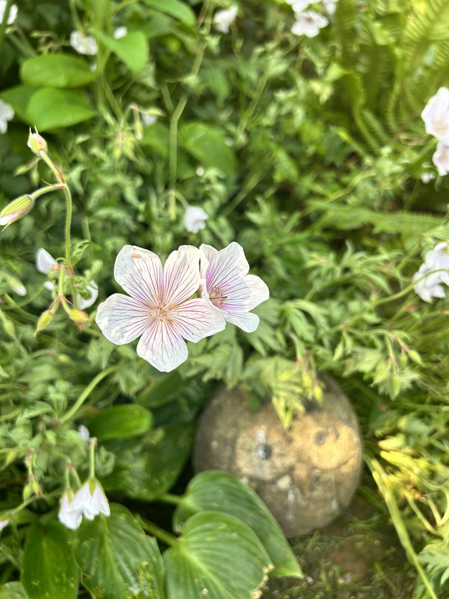 I love my geranium clarkei, it’s flowering well but the leaves are curled and shrivelled. I’ve got some nitrogen fertiliser arriving today, I hope that helps. I have no idea what else it could be, I have been watering plenty. #gardening #garden #gardener