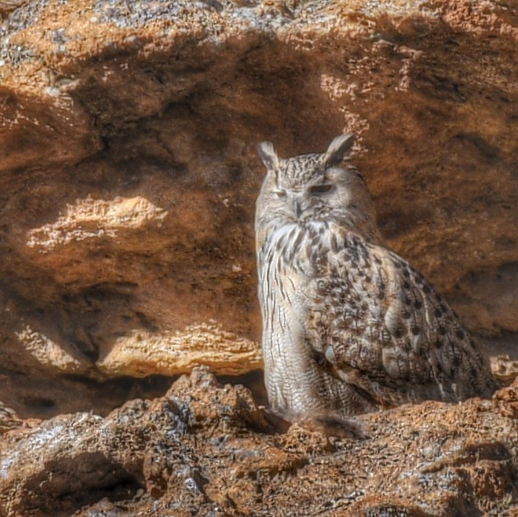 Eurasian Eagle Owl
#birds
#birdwatching 
#birdphotography
#BirdsSeenIn2023 
#IndiAves
#owls
#OWL2023
#Hanle