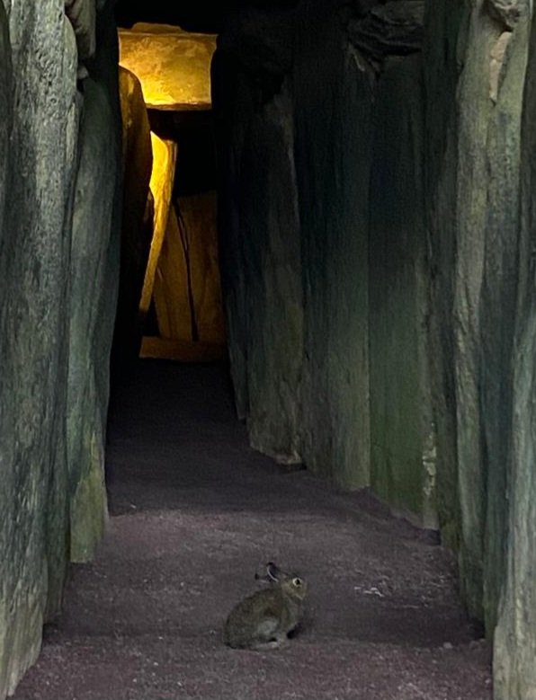 An unexpected visitor  to Newgrange this morning...is it 'The Hare of the Dagda' going home or 'Harey Styles' popping in after his Slane concert yesterday. 📸 Paul #brunaboinne #harryStyles