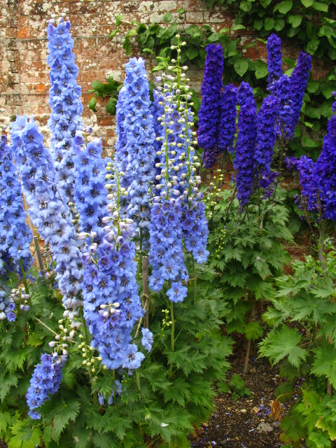 #SundayGardening still open for your #gardening questions for @BradtheImpailer to answer. Get them in now 08007561111 or WhatsApp 08000321333 starting with the word Kent. Also this hour a preview of @Godinton's #delphinium festival. You can listen to the show via @BBCSounds