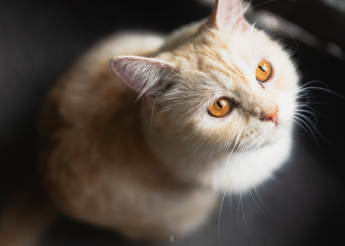𝙲𝚑𝚘𝚘𝚜𝚎 𝚈𝚘𝚞𝚛 𝙺𝚒𝚕𝚕𝚎𝚛 𝚆𝚒𝚜𝚎𝚕𝚢

#photography #canon #cat #vero #portrait #animalportrait #catphotography #feline #pumpkin #picoftheday #teamcanonph #closeup #animalphotography #cats #fur #weekend #raw #raw_asia #bokeh #tamron2470g2 #cateyes