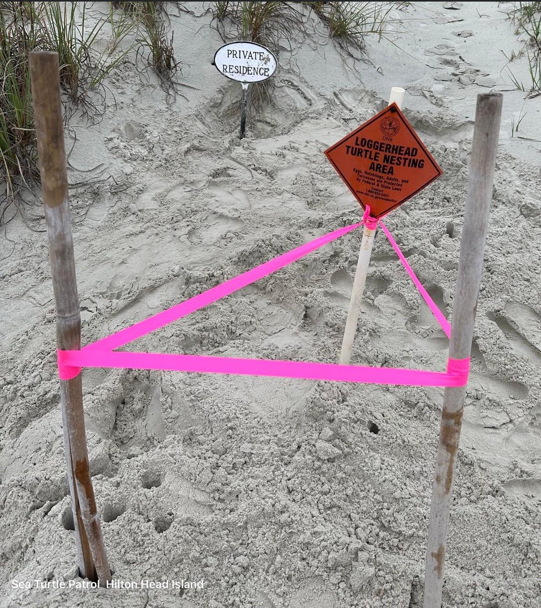 In news unrelated to golf or Trump, it’s sea turtle nesting season on the island! 🐢💚 Hoping for over 400 nests again like last year! #pickupyourtrash #fillyourholes #SundayFunday