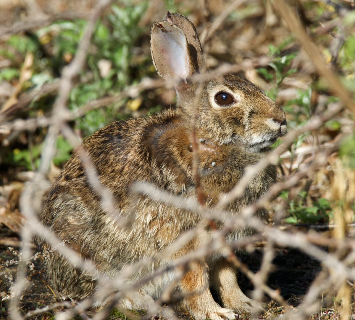 This poor thing is covered in ticks. I could go on a tick rant for hours…😡 #TwitterNatureCommunity #CTNatureFans #rabbit #TicksSuck