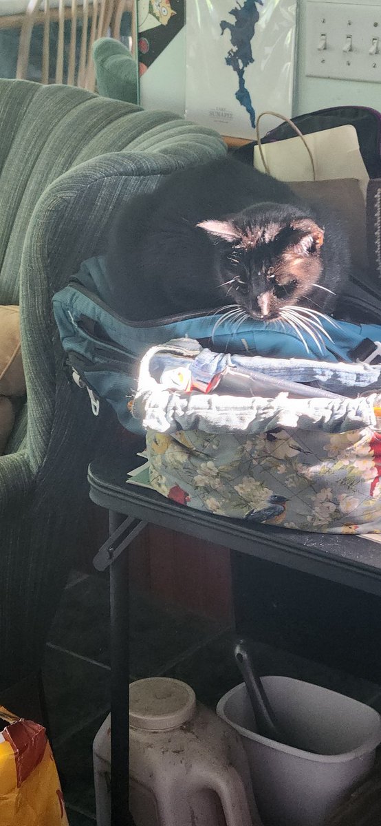 MCNinjaKitten1's tweet image. If I fits I. SITS. #cat #workbag #blackcats #ififitsisits