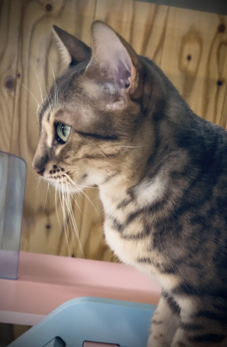 NordicWingz's tweet photo. I had a beautiful Sunday with cats, chicken, Ravn and beautiful tunes
🐈⬛🎶🎙️
#RAVM #레이븐 #김영조 https://t.co/XMHG2RGHlo
