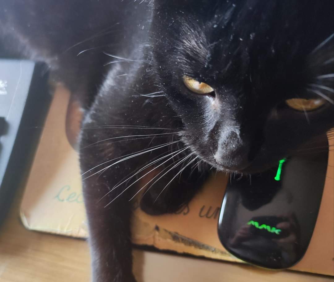 fmeschini's tweet image. #catwithmouse