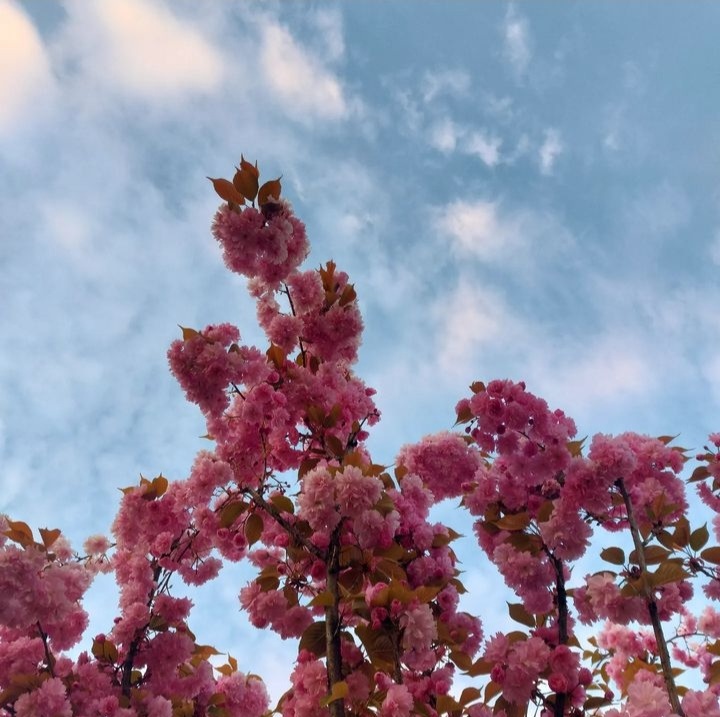 Ve niyet samimi olunca hayaller nasibe dönüşür...

#bahar #çiçek #gökyüzü #keşfetengelenlertakip💚🤗 #kesfet