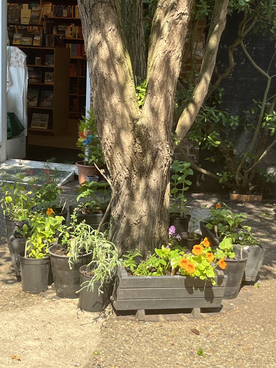 Our blooms are blooming as part of #WymondhamInBloom! Come visit our little plot and whilst you are here, check out our window - full of #books to inspire gardening, foraging and getting close to nature
