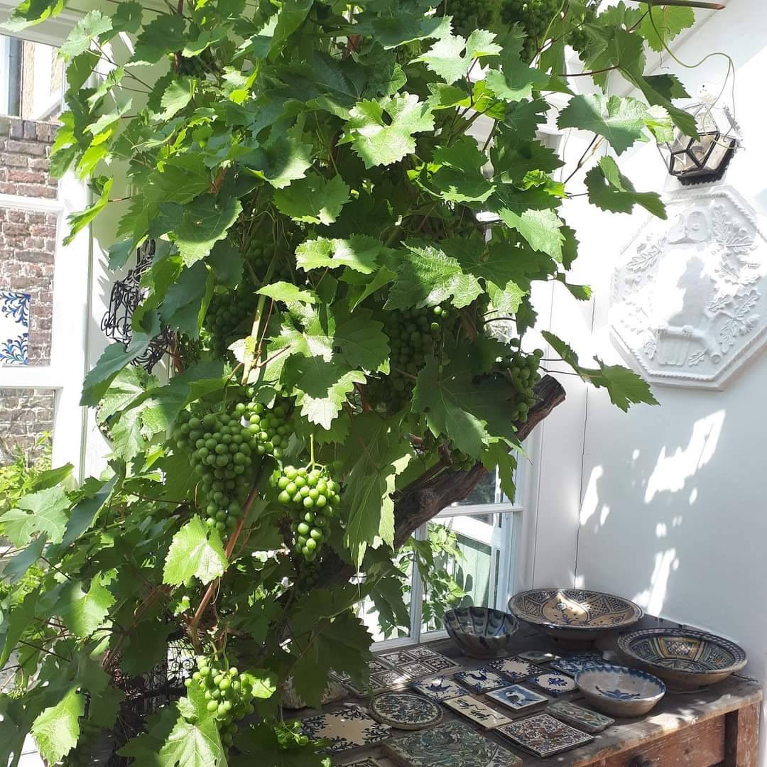 Our #grapevine is soaking up the #summer #sunshine in our conservatory ☀️🍇

Did you know this vine was taken from a cutting in William Hogarth's #garden &amp; planted at No.7 more than 100 years ago?

#MuseumWeek #SunMW #Grapes #Sun #WilliamHogarth #Hogarth #Conservatory