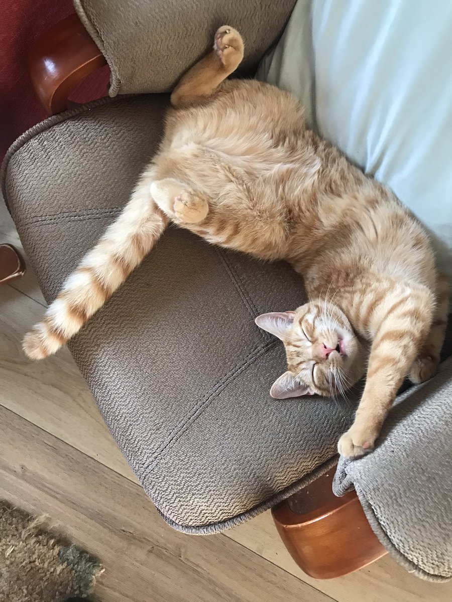 Dave_Lifelines's tweet photo. We bought ourselves one of those flatpack cat kits. Unfortunately it didn’t come with any instructions and I’m not sure that we’ve put it together properly… https://t.co/F39BjRCPWE